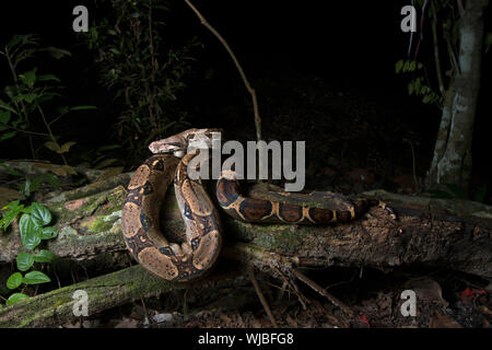 Boa constrictor (Boa constrictor), auch genannt die Red-tailed Boa oder die gemeinsame Boa, Stockfoto