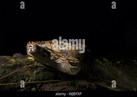 Boa constrictor (Boa constrictor), auch genannt die Red-tailed Boa oder die gemeinsame Boa, Stockfoto