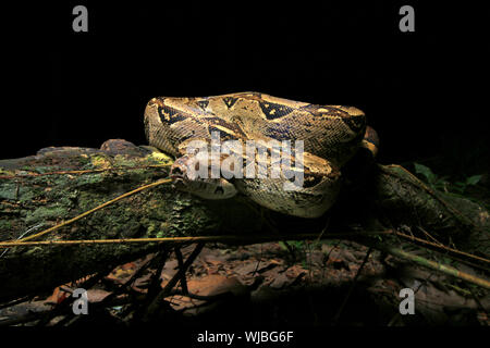 Boa constrictor (Boa constrictor), auch genannt die Red-tailed Boa oder die gemeinsame Boa, Stockfoto