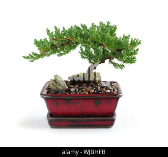 Bonsai-Baum in Keramiktopf auf weißem Hintergrund Stockfoto