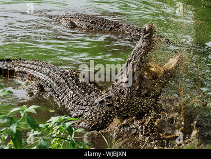 Mund und Zähne der Kubanischen Krokodil (Crocodylus rhombifer) vom Wasser Stockfoto