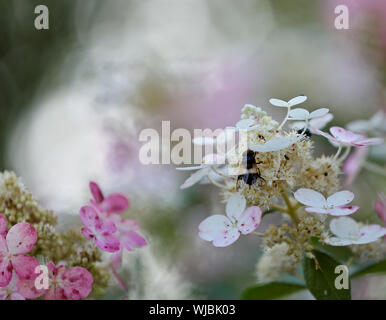 Eine Hover-fly Suche Essen auf wunderschöne Hortensie Blume Stockfoto