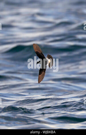 Europäische Sturm - madeirasturmvogels Flug Scilly im August Stockfoto