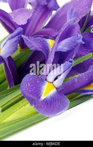 Schönen Lila holländische Iris mit Wassertropfen Nahaufnahme auf weißem Hintergrund Stockfoto