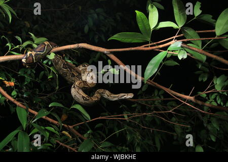 Boa constrictor (Boa constrictor), auch genannt die Red-tailed Boa oder die gemeinsame Boa, Stockfoto