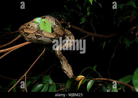 Boa constrictor (Boa constrictor), auch genannt die Red-tailed Boa oder die gemeinsame Boa, Stockfoto