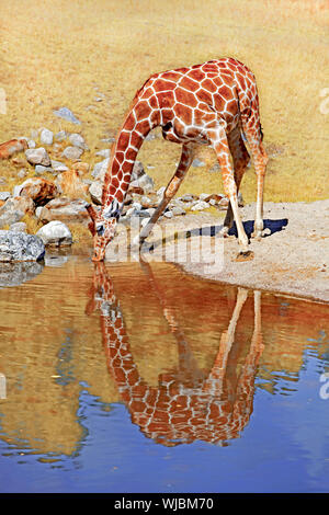 Eine Giraffe Trinkwasser an einer Wasserstelle Stockfoto