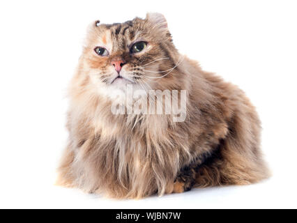 American Curl Katze vor weißem Hintergrund Stockfoto