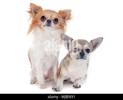 süße Chihuahuas vor weißem Hintergrund Stockfoto