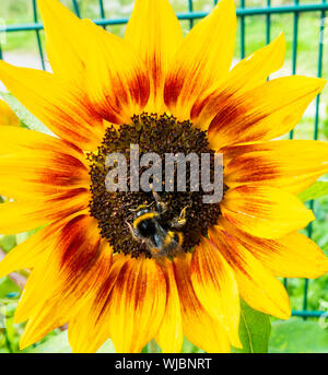 Biene bestäubt Sonnenblumen in Zuteilung. Großbritannien Stockfoto