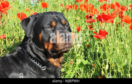 Porträt einer reinrassigen Rottweiler liegend in einem Feld von Mohn. Fokus auf die Augen Stockfoto