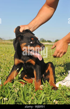 Bild von einem Welpen reinrassige Rottweiler gerügt werden. Stockfoto