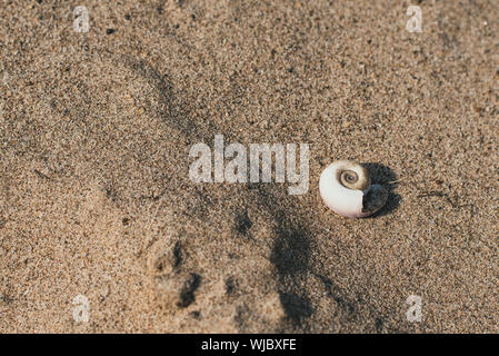 Alte runde weiße Muschel im Sand curl. Konzept der Strand, gut. Stockfoto