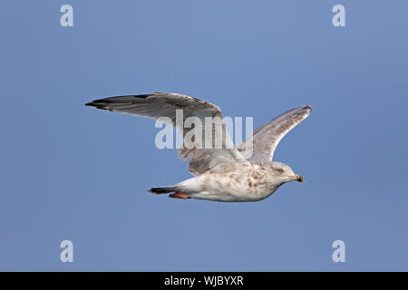 Juvenile Silbermöwe im Flug Scilly Isles De Stockfoto