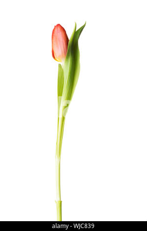 Eine getrennte Tulpe Blume. Isoliert auf weiss. Stockfoto