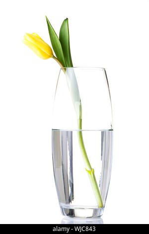 Eine getrennt Tulpe Blume in wase mit Wasser. Isoalted auf Weiß. Stockfoto