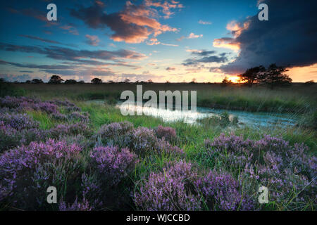 Sonnenuntergang über Sumpf mit Blüte rosa Heidekraut, Fochteloerveen, Niederlande Stockfoto