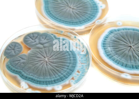 Agarplatten mit Penicillium-Pilzen auf weißem Hintergrund Stockfoto