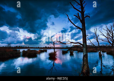 stürmischer Sonnenuntergang über Moor mit toten Bäumen, Dwingelderveld, Drenthe, Niederlande Stockfoto
