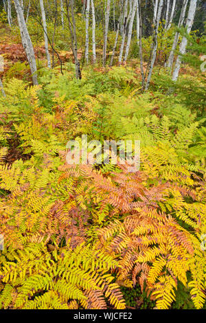Birke woodlot mit Herbst Farne, grössere Sudbury, Ontario, Kanada Stockfoto