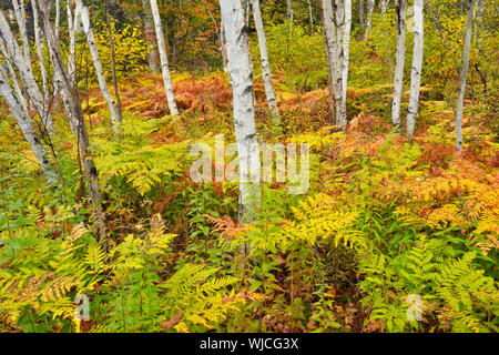 Birke woodlot mit Herbst Farne, grössere Sudbury, Ontario, Kanada Stockfoto