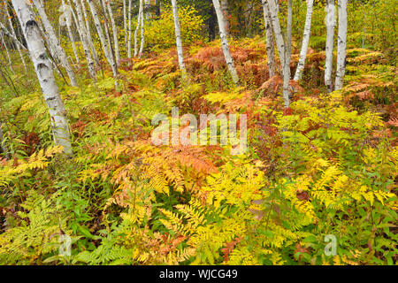 Birke woodlot mit Herbst Farne, grössere Sudbury, Ontario, Kanada Stockfoto