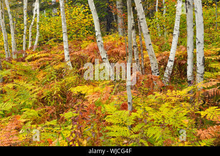 Birke woodlot mit Herbst Farne, grössere Sudbury, Ontario, Kanada Stockfoto