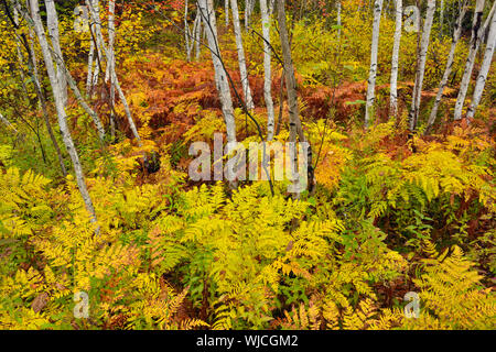 Eine Birke woodlot mit Herbst Farne im Unterwuchs, Greater Sudbury, Ontario, Kanada Stockfoto