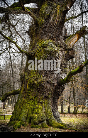 Stamm einer 1000 Jahre alten Eiche. Stockfoto