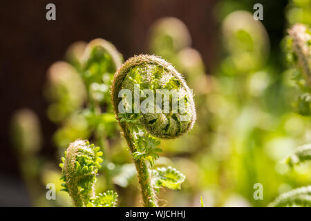 Nahaufnahme eines Farns abrollen. Stockfoto