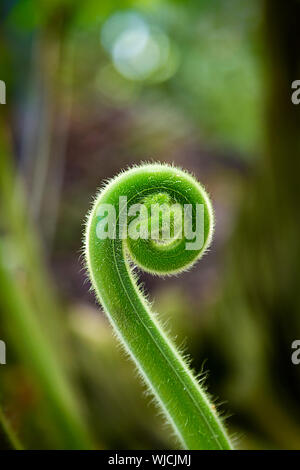 Nahaufnahme einer sprießen abrollen. Stockfoto