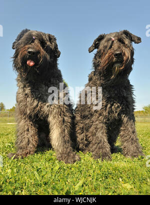 zwei Hunde "Bouvier Des Flandres" sitzen in einem Feld Stockfoto