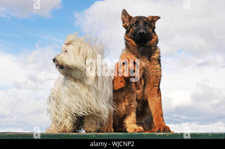drei Hunde und Welpen auf einem Tisch Stockfoto