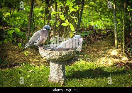 Taube Paar sitzt auf einem Birdbath in einem grünen Garten im Sommer Stockfoto