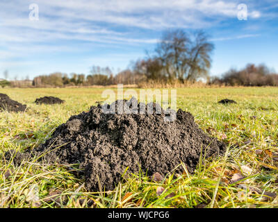 Maulwurfshügel auf der grünen Wiese in einer Landschaft mit Bäumen Stockfoto