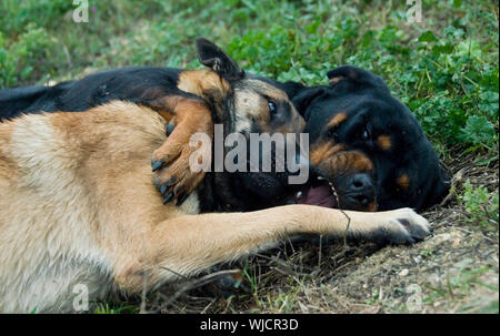 Zwei Hunde beim Spielen im Gras: Rottweiler und Belgische Schäferhund malinois Stockfoto
