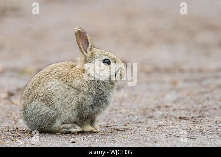 Baby Hase auf Feldweg, niedrigen Winkel, sitzen. Platz für Kopieren. Stockfoto