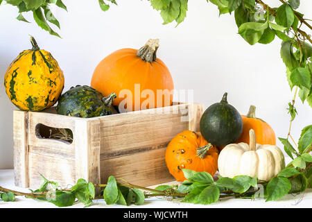 Weidenkorb voller dekorative Staude, horizontale Zusammensetzung Stockfoto