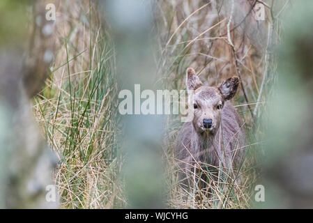 Sika Hirsche, Peering durch die Bäume. Aus Baumstämmen interessante Framing, Platz für Kopieren. Stockfoto