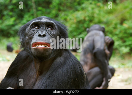 Traurig schimpanse Bonobo (Pan paniscus) Portrait. In kurzer Entfernung, aus der Nähe. Der bonobo (Pan paniscus) Früher pygmy Schimpanse genannt Stockfoto