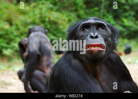 Traurig schimpanse Bonobo (Pan paniscus) Portrait. In kurzer Entfernung, aus der Nähe. Der bonobo (Pan paniscus) Früher pygmy Schimpanse genannt Stockfoto