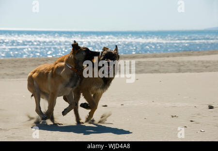 Zwei Welpen am Strand Stockfoto