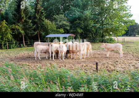 Gruppe Blonde d'Aquitaine Kühe auf der Weide bekommt zusätzliche Fütterung Stockfoto