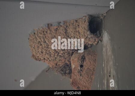 Nest von größeren Gestreifte Schlucken ((Argynnis cucullata) Naturen, die Landung, Kenton-on-Sea, Eastern Cape, Südafrika Stockfoto