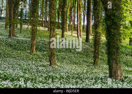 Woodland Szene mit dicken Teppich blühender Knoblauch bei starker Sonneneinstrahlung. Stockfoto