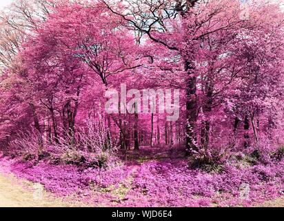 Schöne rosa und lila Infrarot Panorama einer europäischen Landschaft Landschaft mit einem blauen Himmel Stockfoto
