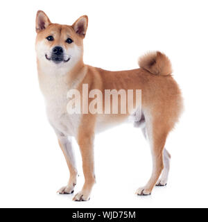 Shiba Inu vor weißem Hintergrund Stockfoto