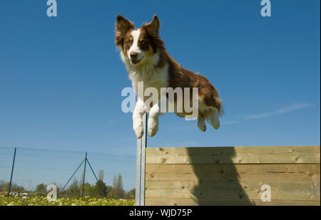 Porträt eines reinrassigen springen Australian Shepherd in einem blauen Himmel Stockfoto