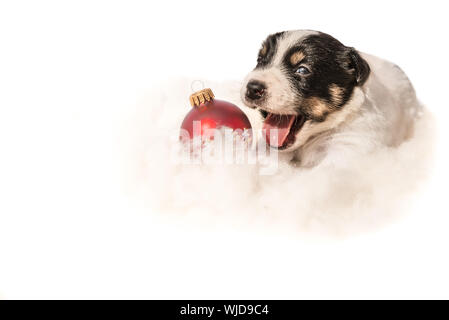 Neugeborene Weihnachten Jack Russell Terrier Welpe Hund liegt auf einer Wolke. Hund liegt vor weißem Hintergrund. Hund hat seinen Mund öffnen Stockfoto