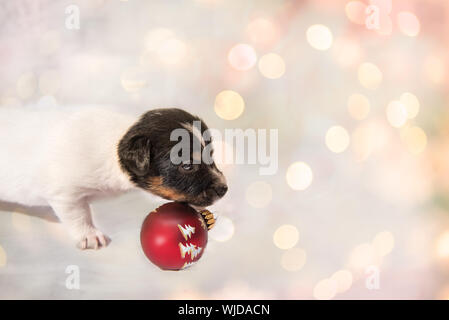 Süße Weihnachten Welpen Jack Russell Terrier Hund Stockfoto